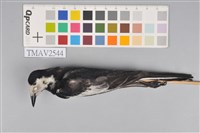 藏品(白鶺鴒)的圖片